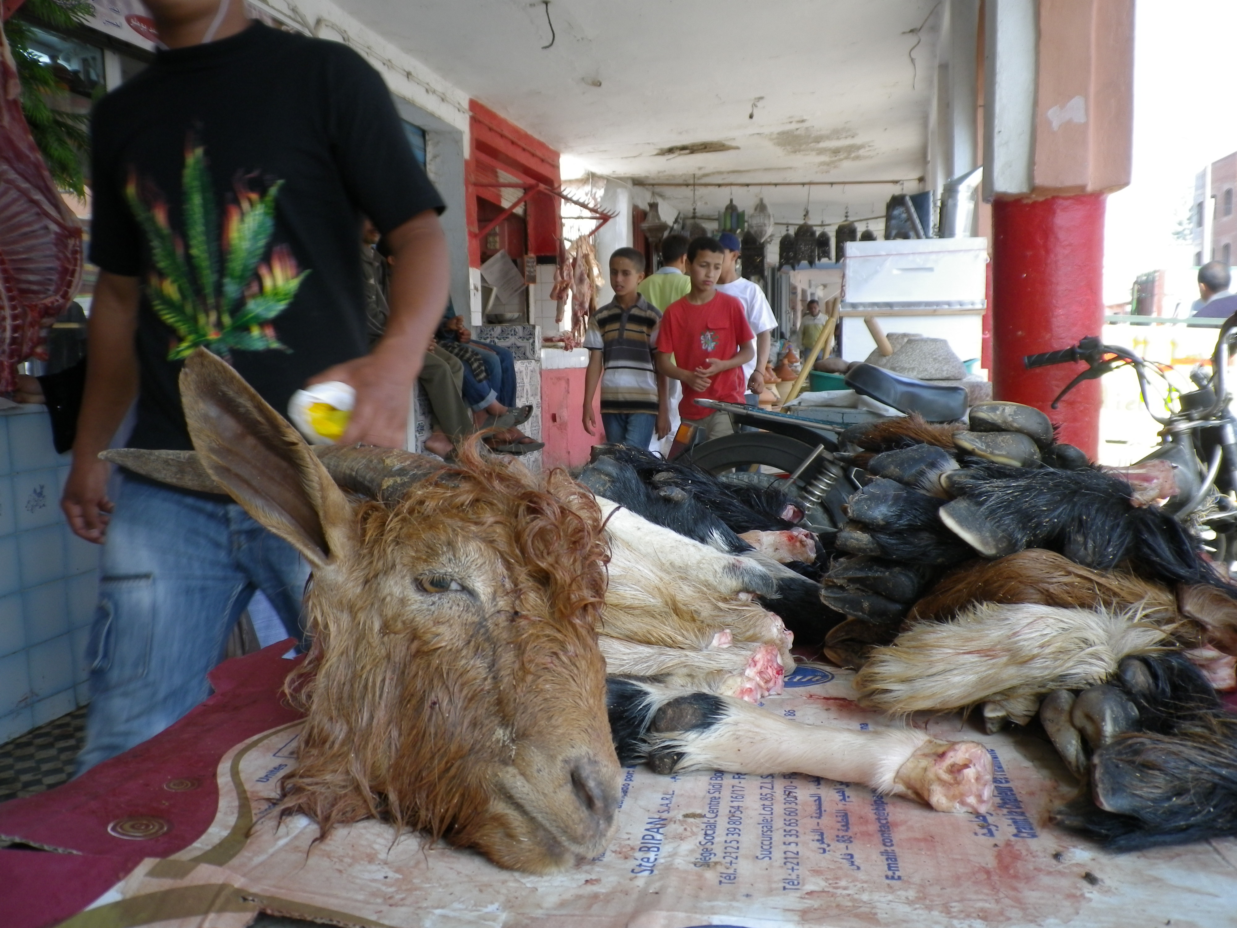 Goat head